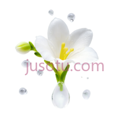 小苍兰,花 PNG