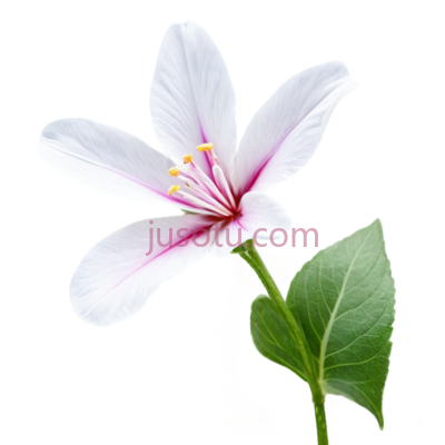 花朵,盛开, PNG