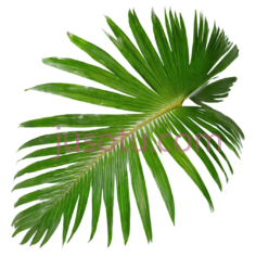 椰子树叶,椰树PNG