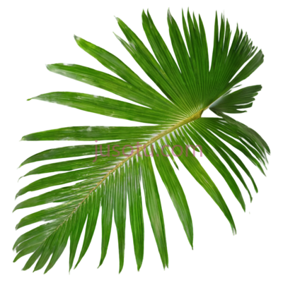 椰子树叶,椰树, PNG