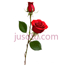 玫瑰花,自然,红色PNG