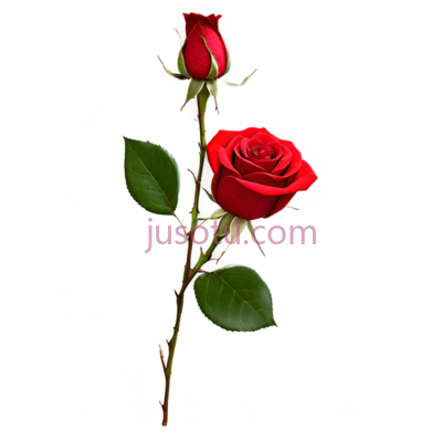 玫瑰花,自然,红色, PNG