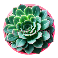 多肉植物,圆形排列,绿色PNG