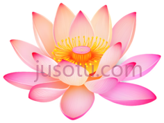 荷花瓣,花卉PNG