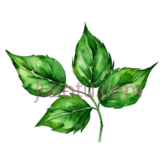 植物叶子, PNG