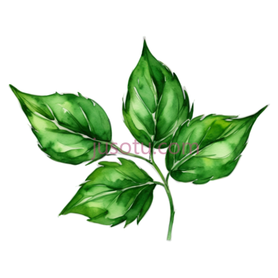 植物叶子, PNG