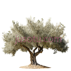 橄榄树PNG