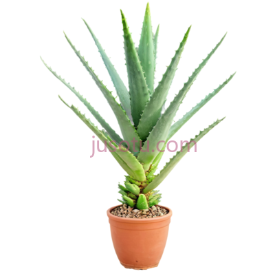 仙人掌树, PNG