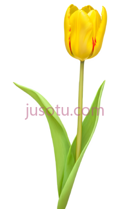 黄色郁金香,花瓣PNG