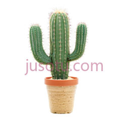仙人掌,盆栽植物,绿色PNG