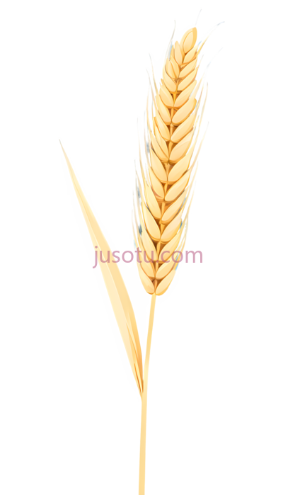 麦穗, PNG