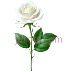 玫瑰,花茎PNG