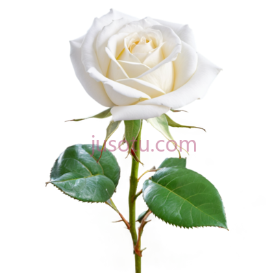 玫瑰,一朵,白色, PNG