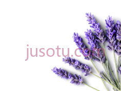 薰衣草,花朵PNG