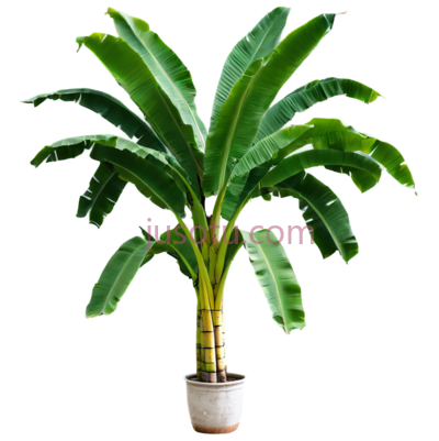 香蕉树, PNG