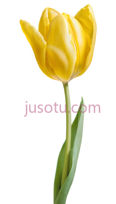 黄色郁金香花瓣PNG