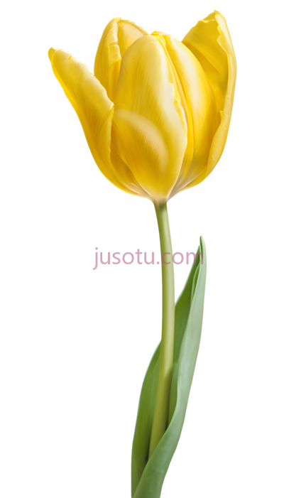 黄色郁金香花瓣, PNG