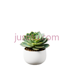 多肉植物,花盆PNG