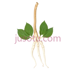 光滑,人参PNG