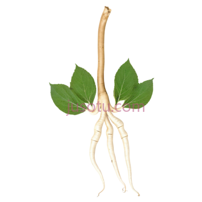 光滑,人参, PNG