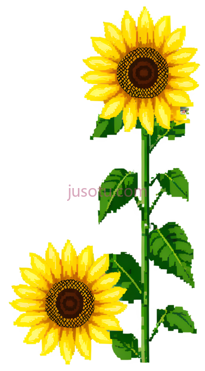 向日葵花瓣, PNG