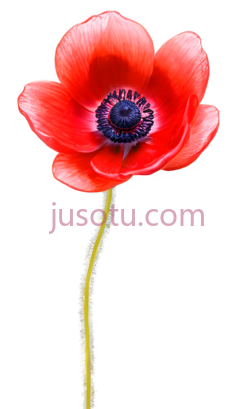 红色海葵花PNG