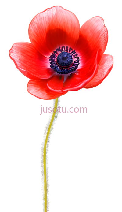 红色海葵花, PNG