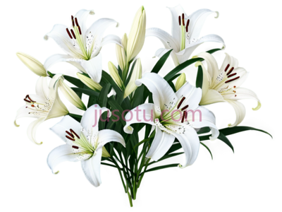 白百合, PNG