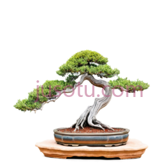 油松盆景,岩石,树干曲线,蜿蜒PNG