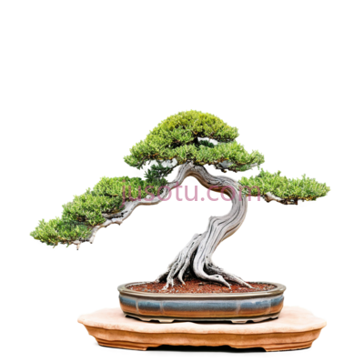 油松盆景,岩石,树干曲线,蜿蜒, PNG