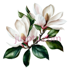 木兰花,水彩画,白色,绿色PNG