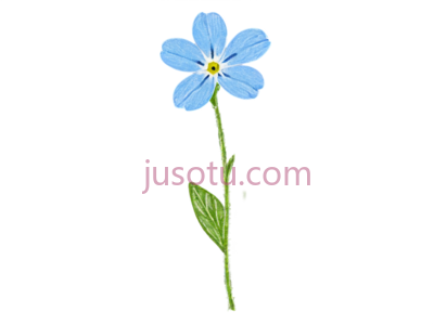 勿忘草,蓝色, PNG
