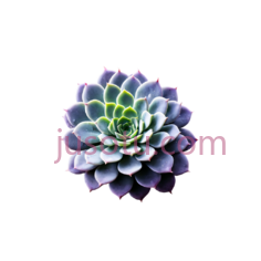 紫色多肉,水滴PNG