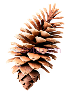 松果枝PNG