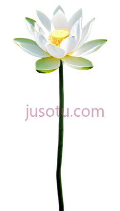 荷花,白色,黄色PNG