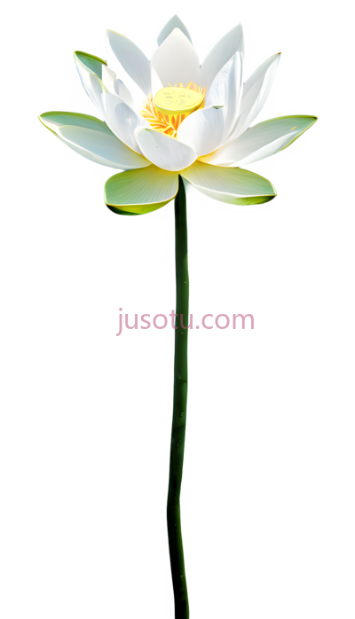 荷花,白色,黄色, PNG