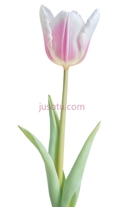梦幻郁金香, PNG
