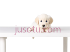 小狗,可爱,黄色PNG