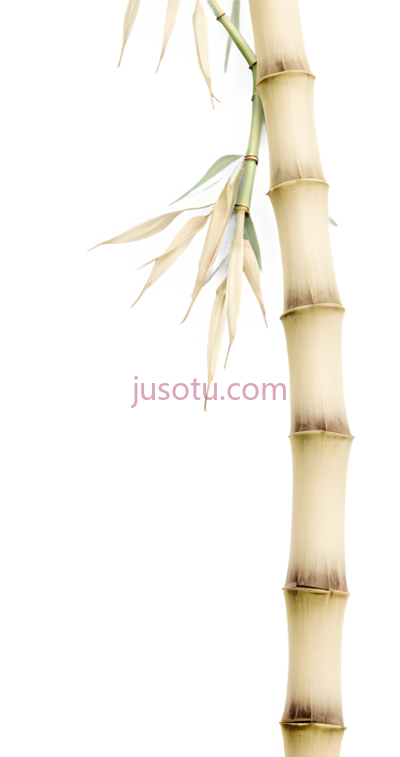 竹笋, PNG