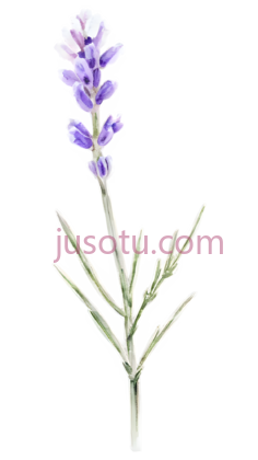 薰衣草,插画,紫色PNG