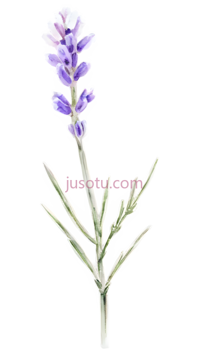 薰衣草,插画,紫色, PNG