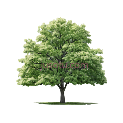 榆树, PNG