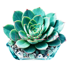 多肉植物,盆栽,绿色PNG