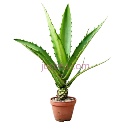 龙舌兰,植物, PNG