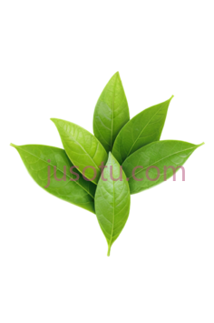 绿茶叶, PNG