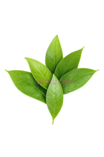 绿茶叶, PNG