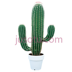 仙人掌,盆栽植物,绿色PNG