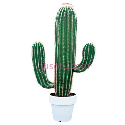 仙人掌,盆栽植物,绿色, PNG
