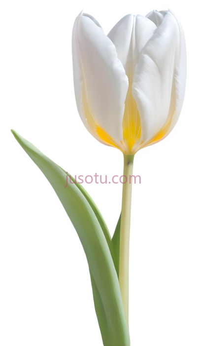 郁金香,白色,黄色, PNG