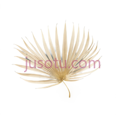 叶子,金色, PNG